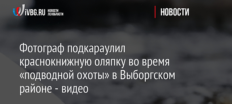 Фотограф подкараулил краснокнижную оляпку во время «подводной охоты» в Выборгском районе - видео
