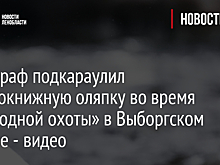 Фотограф подкараулил краснокнижную оляпку во время «подводной охоты» в Выборгском районе - видео