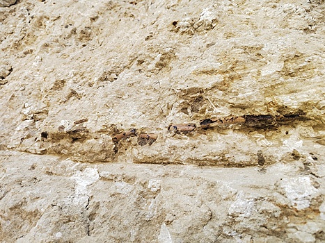 В Курской области обнаружили останки ихтиозавра