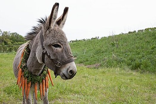 Почему призер Канн «Иа» — один из лучших фильмов года