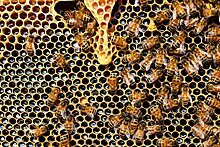 Французские инвесторы займутся сохранением генетики башкирской популяции среднерусской пчелы