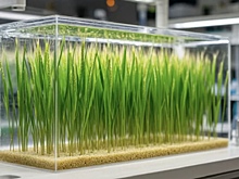 Российским ученым удалось вырастить ячмень на «марсианской» почве