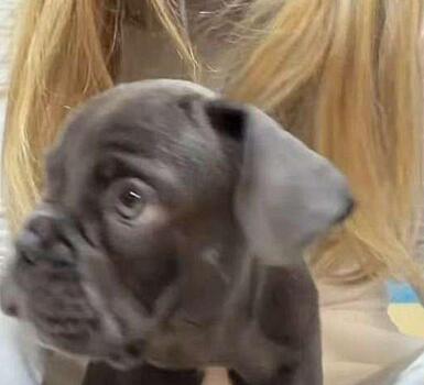 У Веры Брежневой появился новый член семьи