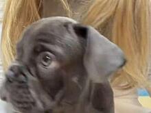 У Веры Брежневой появился новый член семьи