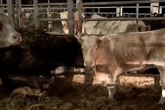 UPI: в Германии корова сбежала с убоя и была найдена среди стада овец