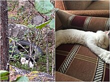 Хозяин кошки, пропавшей на трассе Санкт-Петербург– Мурманск, рассказал о поисках любимицы