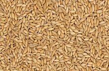 Волосатый клещ, долгоносик, мукоед и другие причины прекращения деклараций на зерно