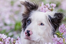 Как весна влияет на собак