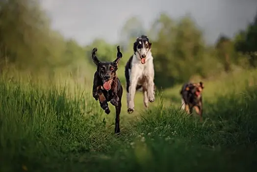 Социализация собаки: что это такое и зачем она нужна