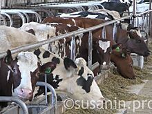 Сельхозпроизводство Удмуртии по итогам 2017 года увеличится на 7%