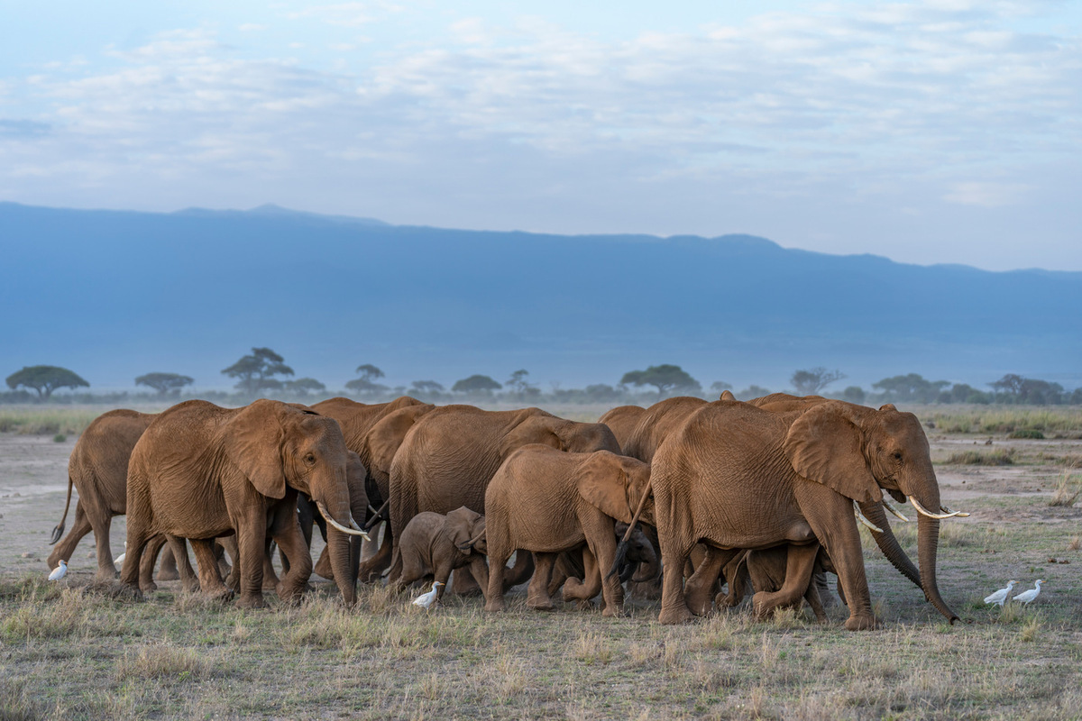 Охотившегося на антилопу миллионера насмерть растоптали слонихи