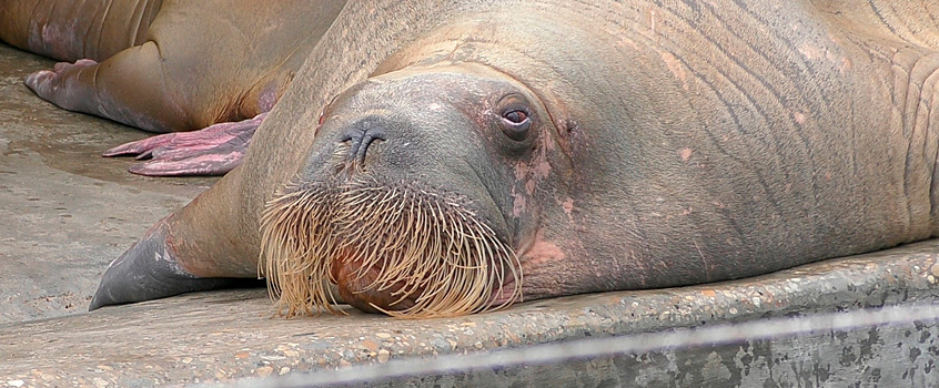 Историю спасения моржа из зоопарка Удмуртии положили в основу фильма