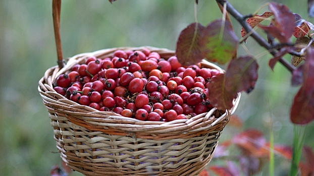 Как правильно употреблять шиповник? Мнение диетолога