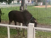 В Кузнецке у школы заметили молодого лося