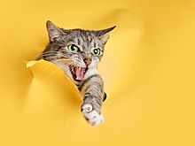 Почему кошки шипят?