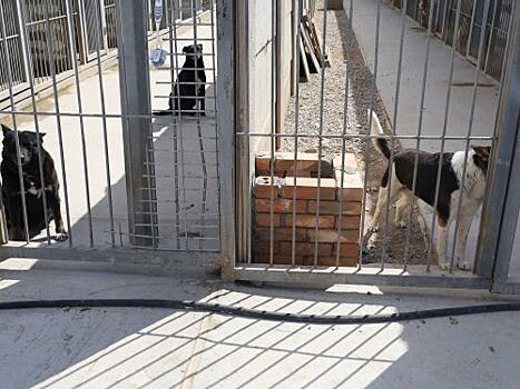 Содержанием и обслуживанием приюта для бездомных животных в Симферополе будет заниматься Госкомитет ветеринарии Крыма