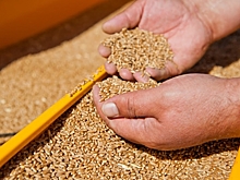 Волгоградское зерно востребовано за пределами области и страны