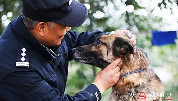 Достойная старость служебных собак: китайский кинолог открыл приют для собак-пенсионеров