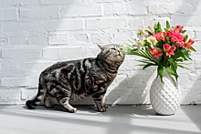 Эксперт рассказала, какие букеты цветов стоит держать подальше от кошек