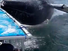 Огромный кит выпрыгнул возле лодки с туристами и окатил их водой: видео