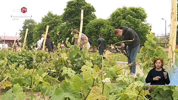 Развитие донского виноградарства