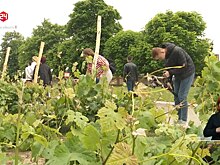 Развитие донского виноградарства