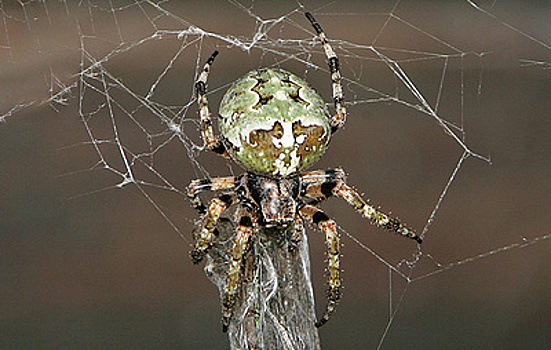Пауки используют свечение пойманных светлячков в качестве приманки