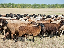 Волгоградские животноводы продолжают увеличивать поголовье овец