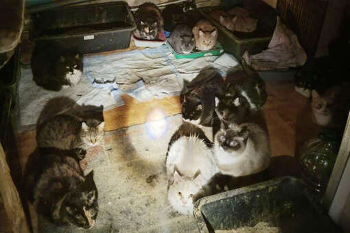 МЧС: в Калининграде при пожаре в частном доме спасли 50 кошек и одну собаку