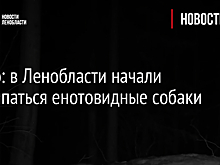 Видео: в Ленобласти начали просыпаться енотовидные собаки