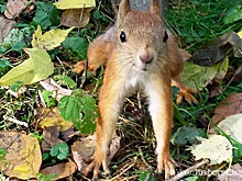 В Петербурге суд прекратил дело об убийстве белки сыном судьи