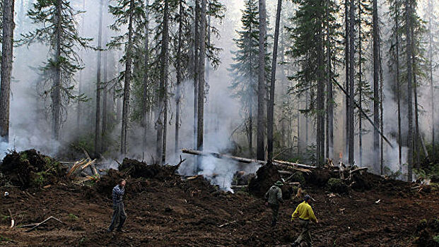 В Минприроды назвали причину лесных пожаров в Сибири