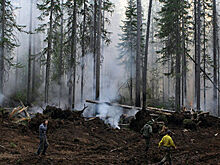 В Минприроды назвали причину лесных пожаров в Сибири
