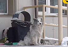 В Кемерове нашли собаку, которая почти 2 года ждёт своего умершего хозяина у ковидного госпиталя