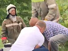 Надоедливый жук спровоцировал аварию на Дальнем Востоке