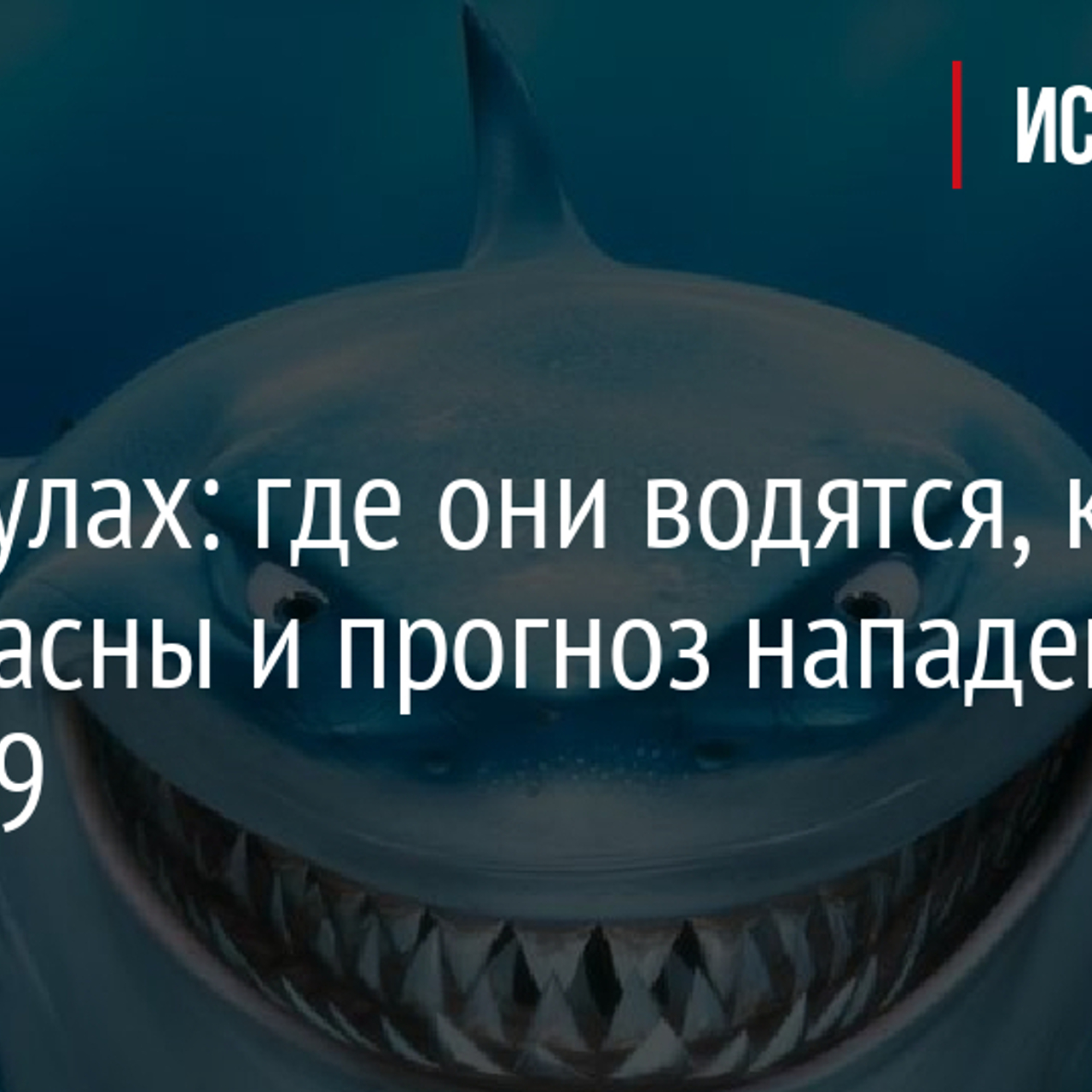 Акулы в баренцевом море какие водятся