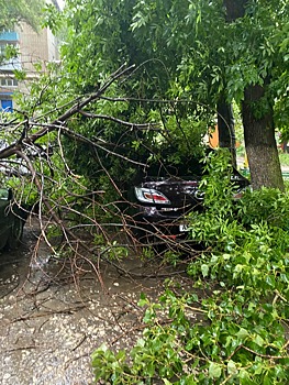 Пострадавшие от падения деревьев саратовские автомобилисты намерены обращаться в суд