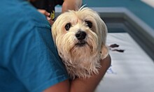 Вакцину от рака начали испытывать на собаках