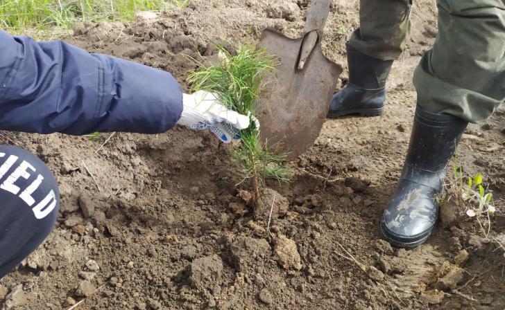 В Курской области высадили 2 тысячи сеянцев дуба