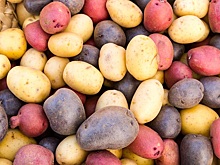 Роскачество: как выбрать безопасный и вкусный картофель