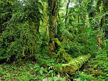 "Это катастрофа": растения для сочинской Олимпиады "уничтожили" реликтовый самшит