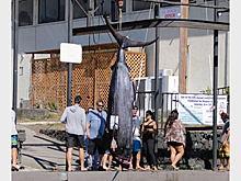 Рыбаки поймали редчайшего атлантического голубого марлина