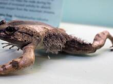 Ученые нашли волосатую лягушку-росомаху, которая ломает себе кости для защиты