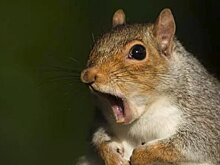 Мумифицированный труп стал домом для белок: ошеломляющее открытие