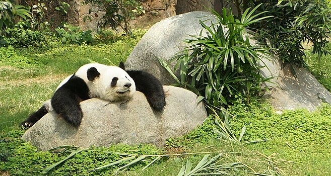 Оказалось, что панды «не боятся» глобального потепления