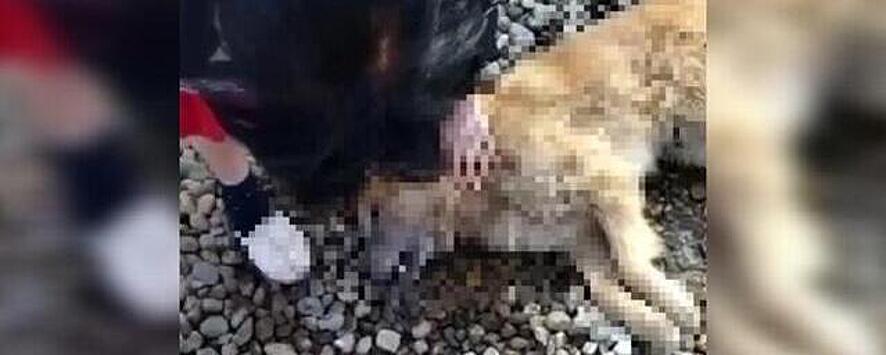 В пригороде Краснодара бездомных собак отравили ядом специально