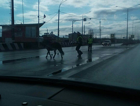 На посту ГИБДД у Зеленовски инспекторы ДПС ловили коня
