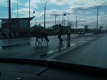 На посту ГИБДД у Зеленовски инспекторы ДПС ловили коня