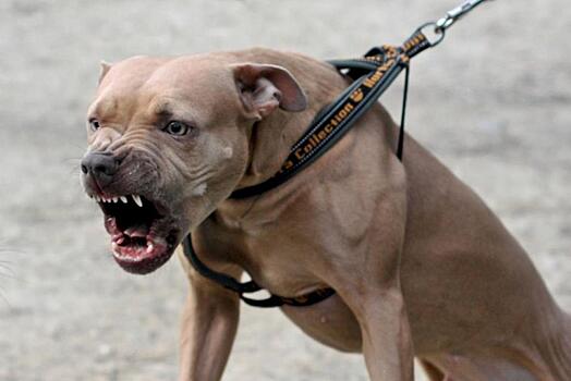 Саратовцев не станут штрафовать за выгул опасных собак без намордников и поводков
