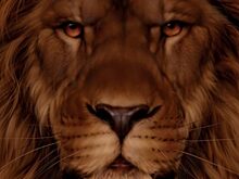 Тест: на фото со львом спряталась мышь, но лишь 5 % людей отыскали её за 2 минуты